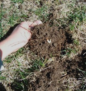 Home - Gophers Control Force in Santa Clara & San Mateo 408-991-2216